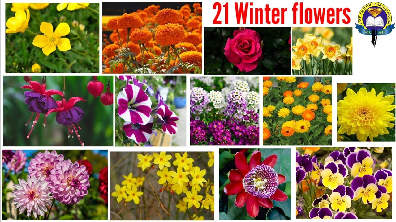 21 Winter Flowers | Winter Season Flowers in India | English Vocabulary | EasyEnglishLearningProcess
