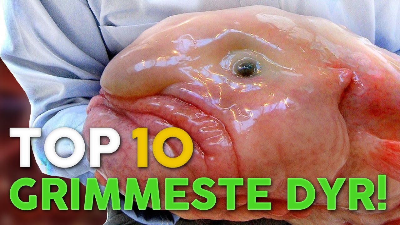 Top 10 Grimmeste Dyr i Verden