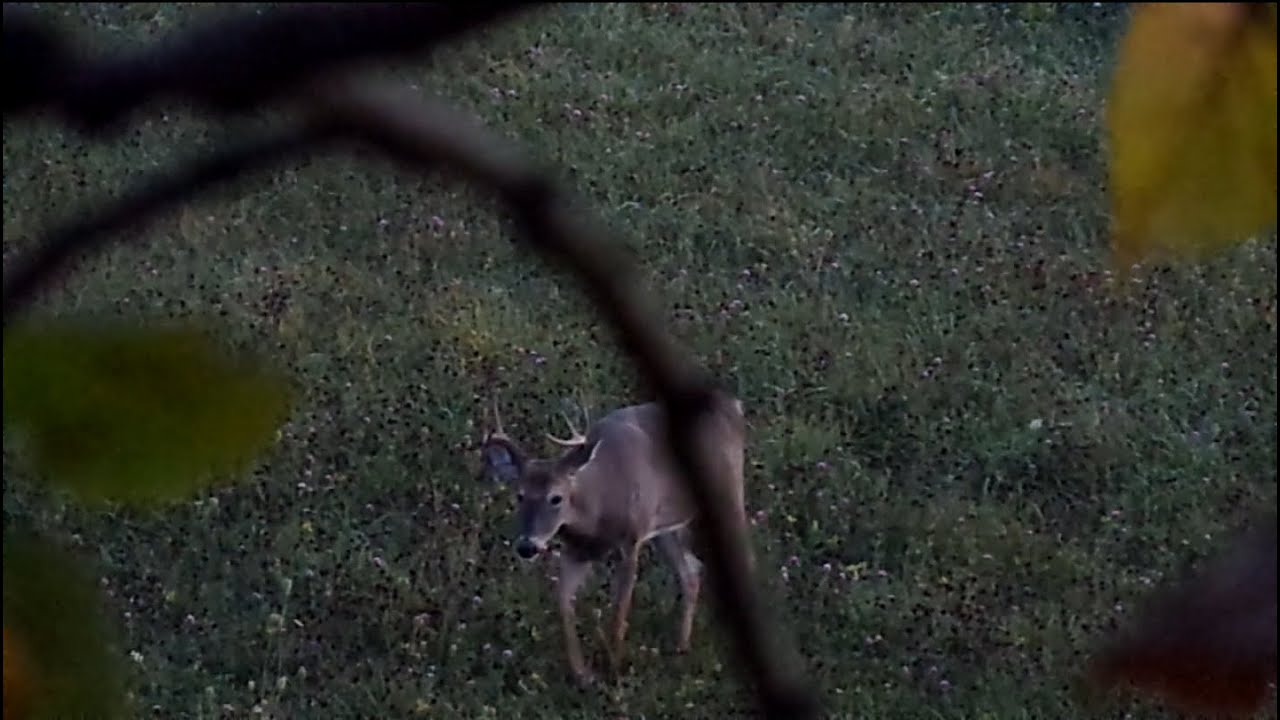 Close call with a big Michigan 8 point; Michigan 2024 youth hunt.