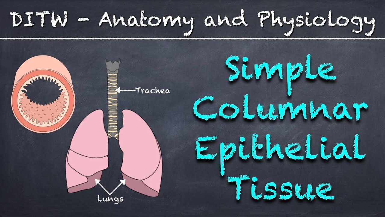 DITW - Simple Columnar Epithelial Tissue