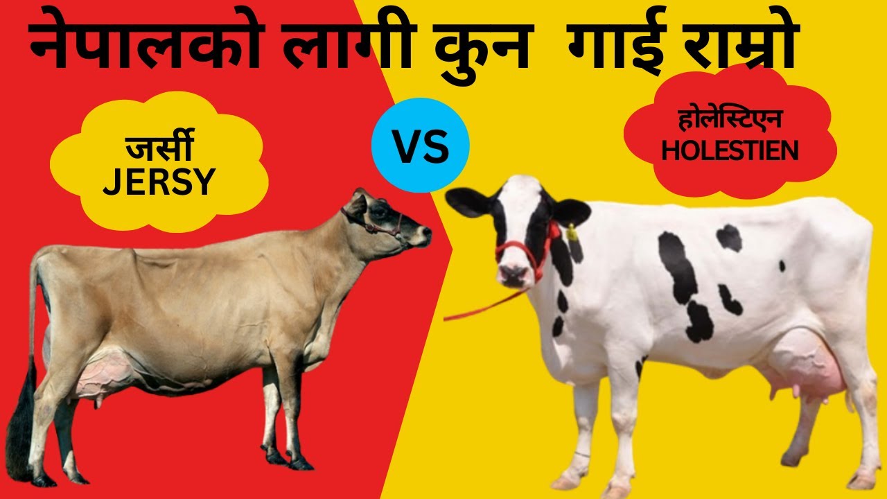 HF vs Jersy || HF Cow in Nepal || Jersy Cow In Nepal || HolestienCow ||नेपालको लागी कुन  गाई राम्रो