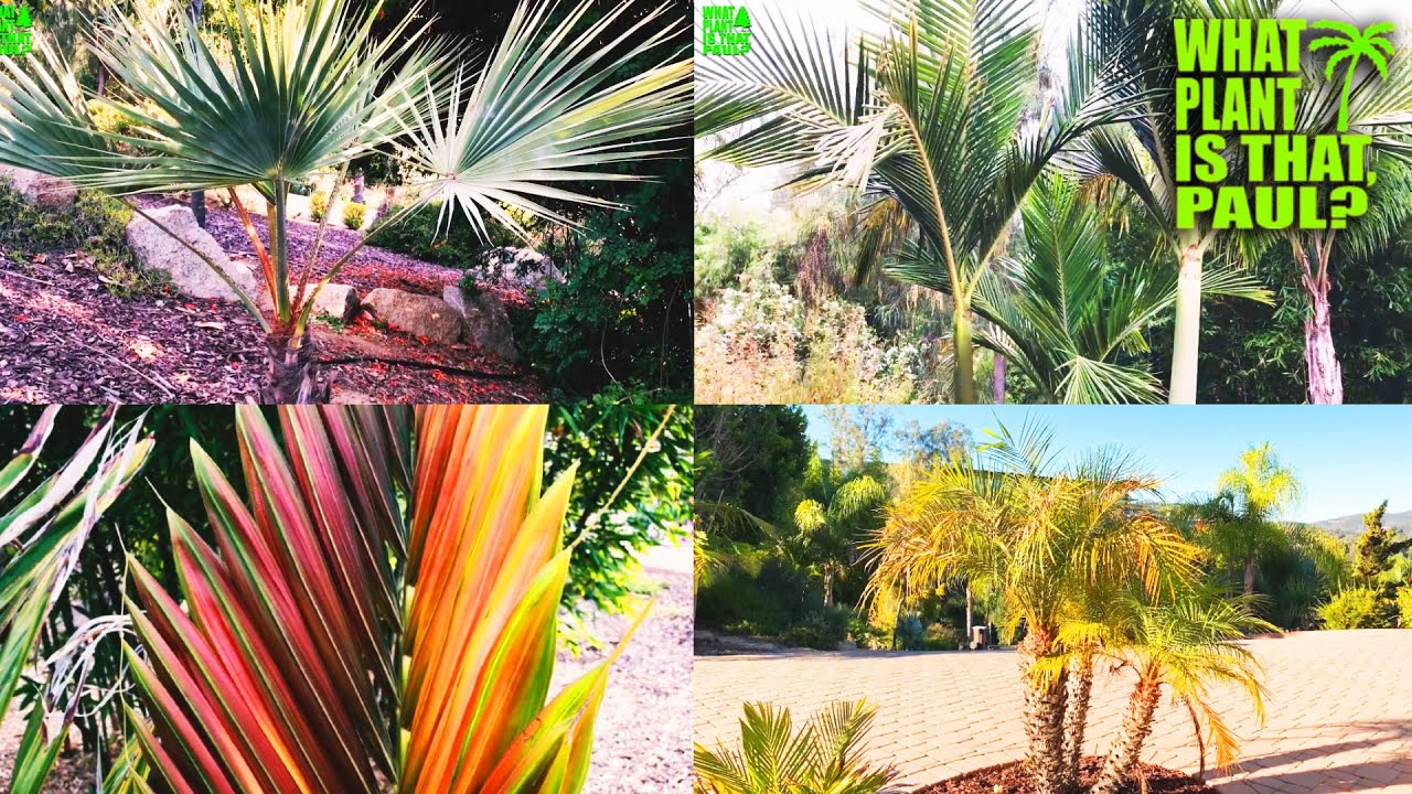 ULTIMATE PALM TREE TOUR (Mega Mix) / Over 16 TYPES of PALM TREES / 1 Hour of Palm Tree Power