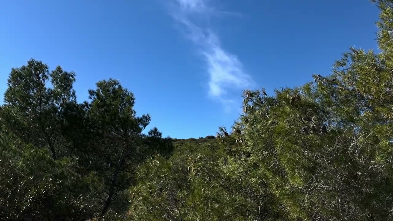 39 Minutes of Peaceful Forest & Blue Sky 🌲☁️ Calm Nature Sounds (No Music)
