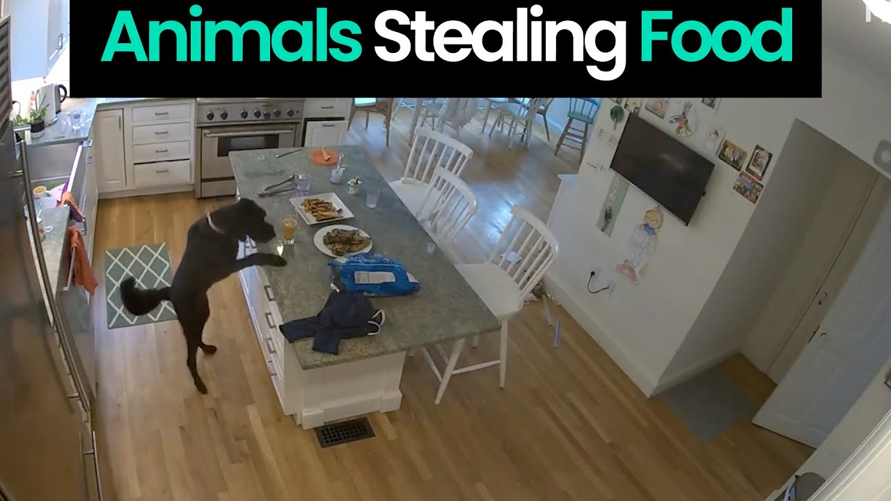 Food Frenzy: Animals Stealing Food