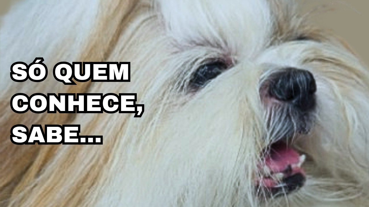 Como é TER um SHIH TZU RAIZ 