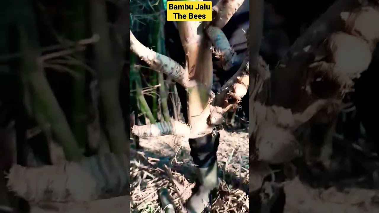 BAMBU JALU SUPER BATANG UTAMA 11 SHAP