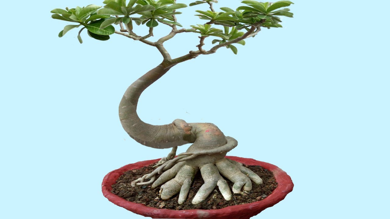 Repotting Adenium in Final Pot with Update (see why pot shape matters)