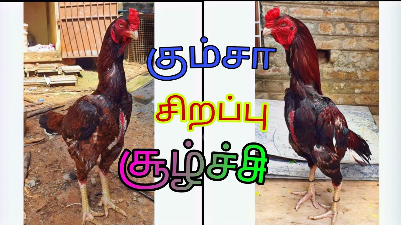 கும்சா அதனோட சூழ்ச்சி தந்திரங்கள்