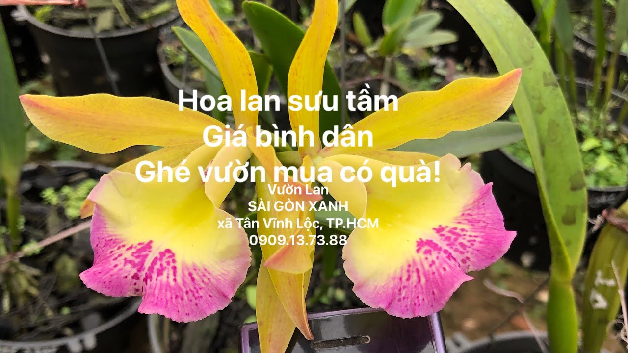 🟠 Clip số 19: 25/01/2026 - Hoa lan sưu tầm Cattleya, Brassavola - Giá siêu rẻ - Ghé vườn mua có quà!