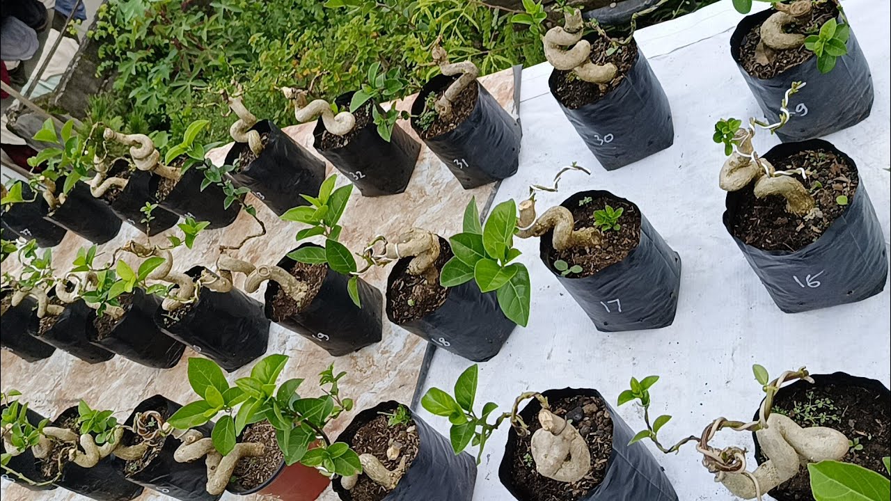 150 Ribu Free Packing ‼️Cek Harga Bonsai 082142421986