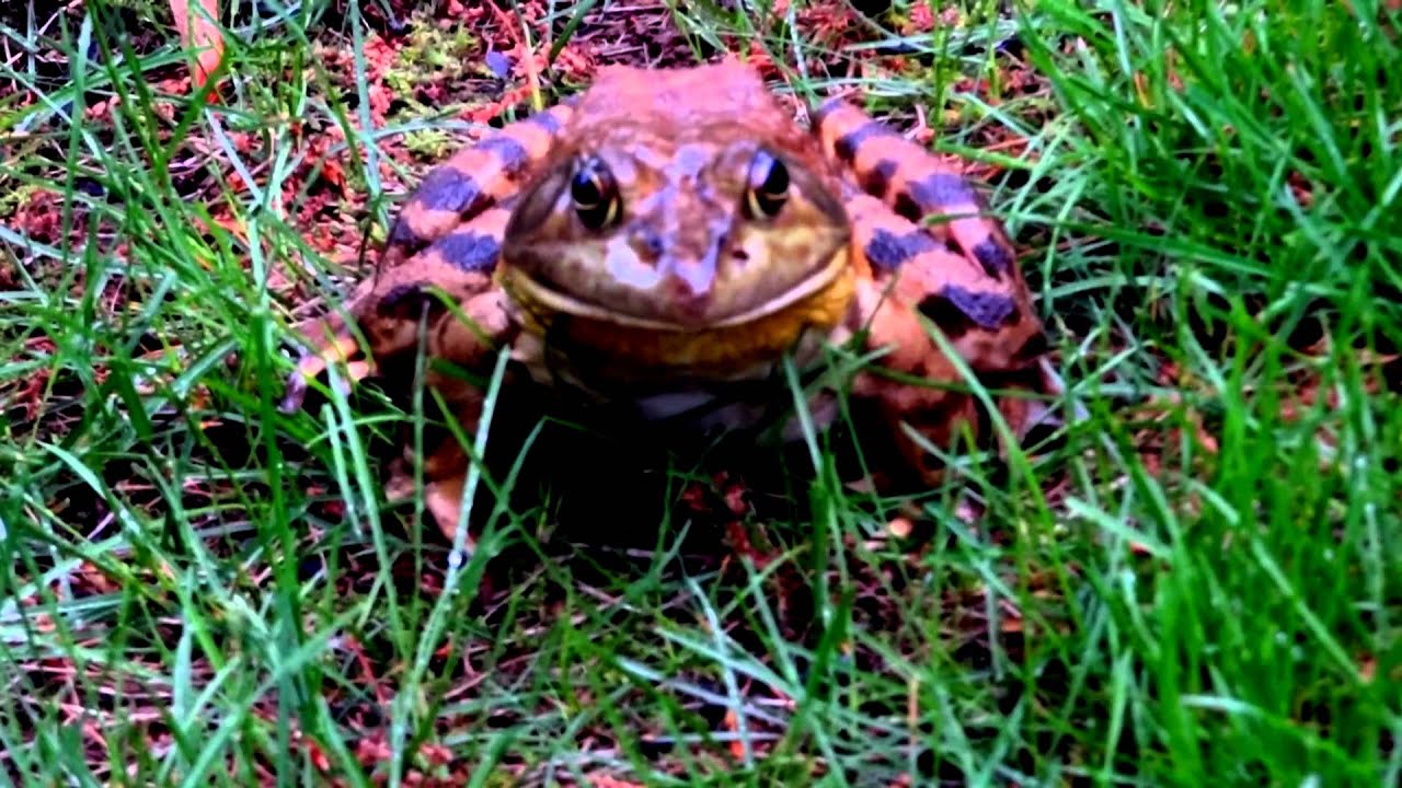 One ugly frog...Columbus NJ..reminded me of an 
