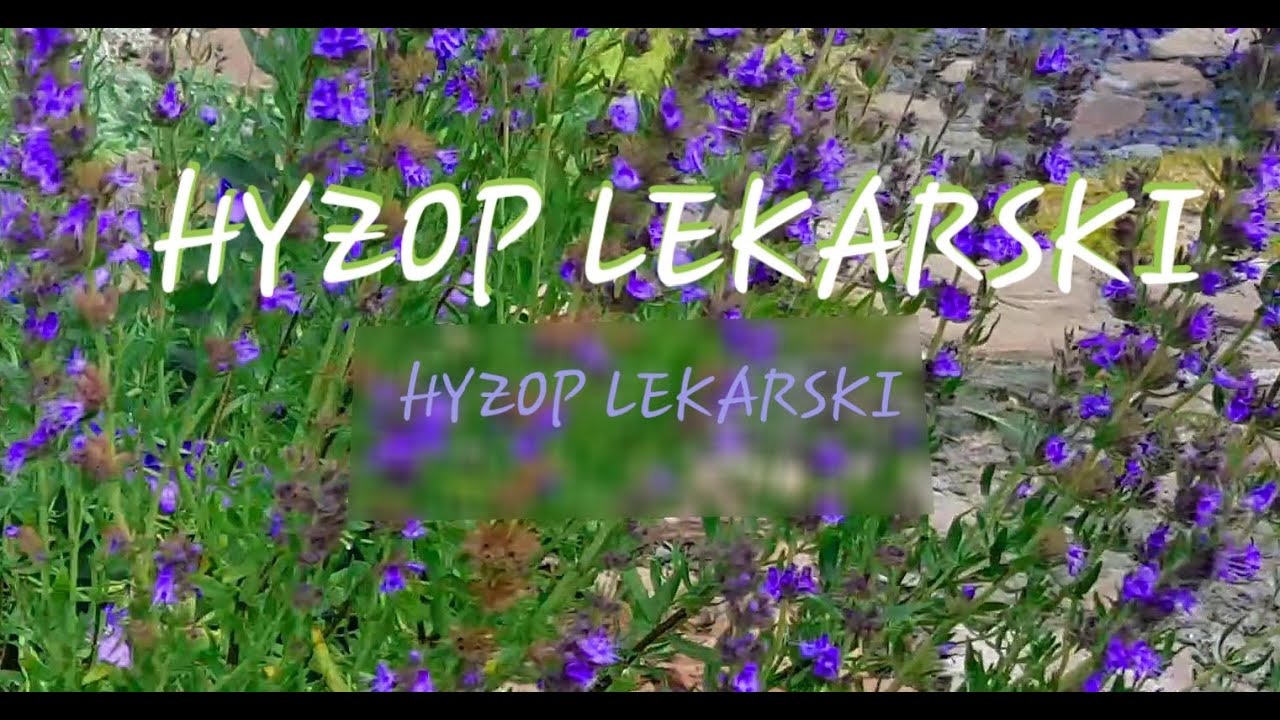 Hyzop lekarski - odmładzanie   # Nasz Ogr&oacute;dek