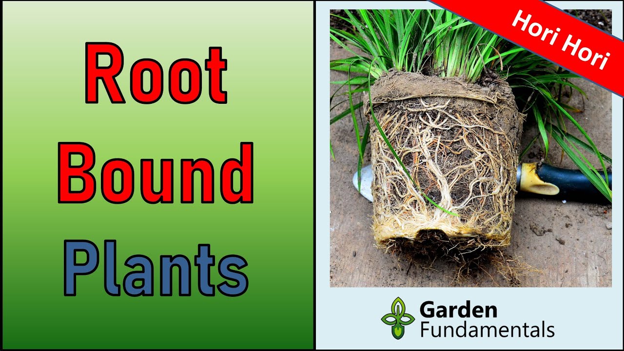 Best Way to Fix Root Bound Plants 👿🥳️💋 And Which Tools to Use