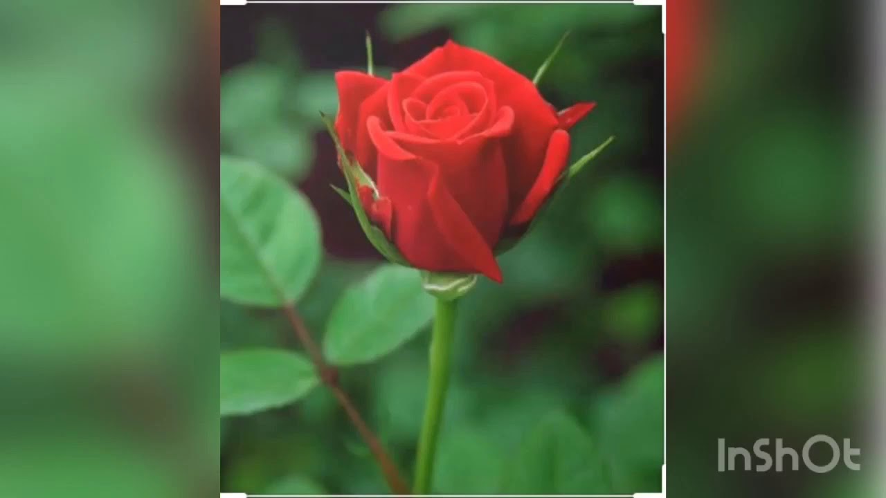 Seçme müziksiz ilahiler-1(abone oldunuz mu)