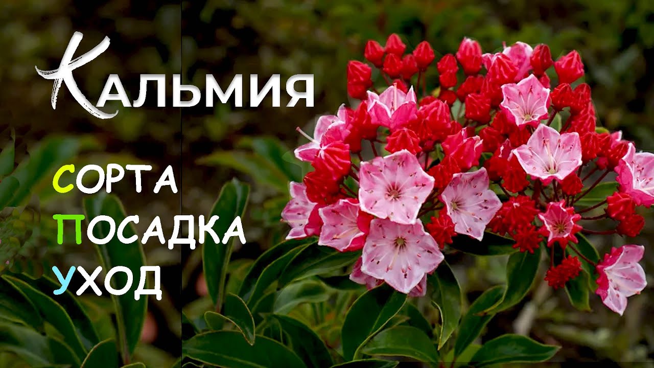 Кальмия. Сорта, уход и выращивание