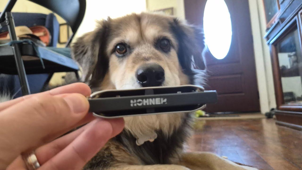 Cherokee Shuffle (Fiddle and Harmonica)