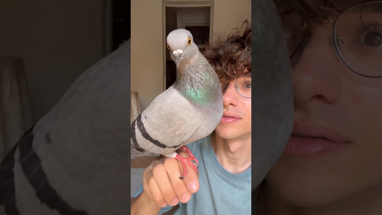 La historia de Kevin la paloma 🕊️#shorts #animales #rescate #birds