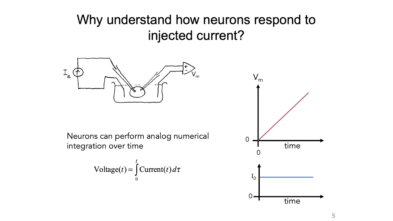 2: Resistor Capacitor Circuit and Nernst Potential - Intro to Neural Computation