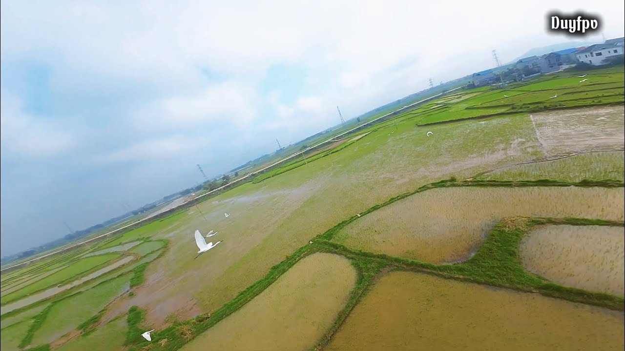 DJI Avatar | Bay như những chú cò