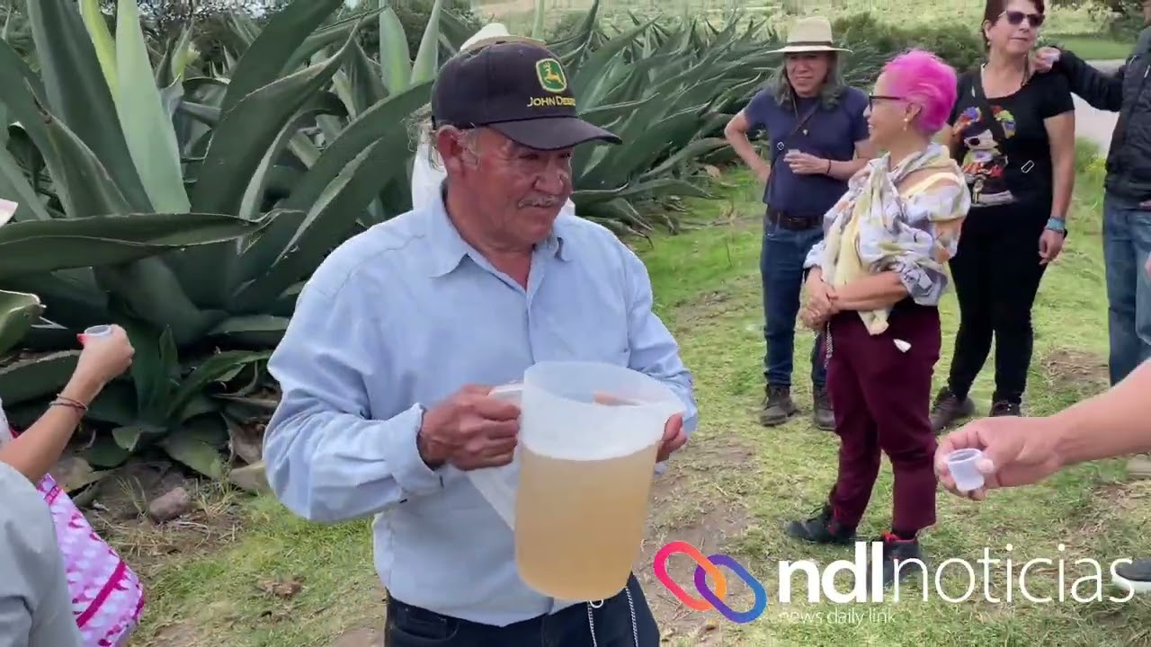 El pulque, la bebida ancestral de México.