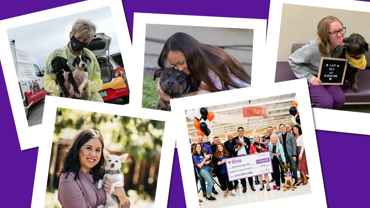 Changing Pet Lives Every Single Day – Our 2022 Impact | Petco Love