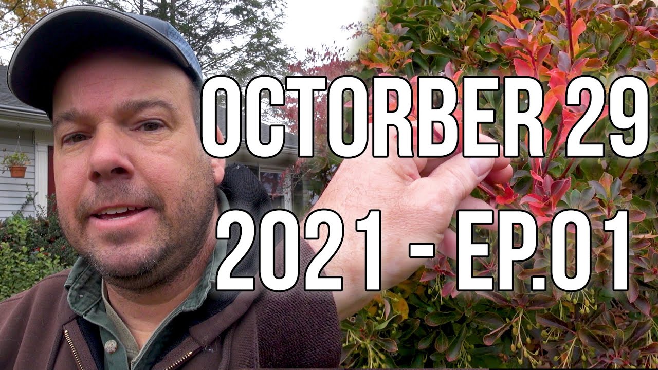 THIS & THAT - WET FIREWOOD - LANDSCAPE RENOVATION - 10.29.21 EP.01