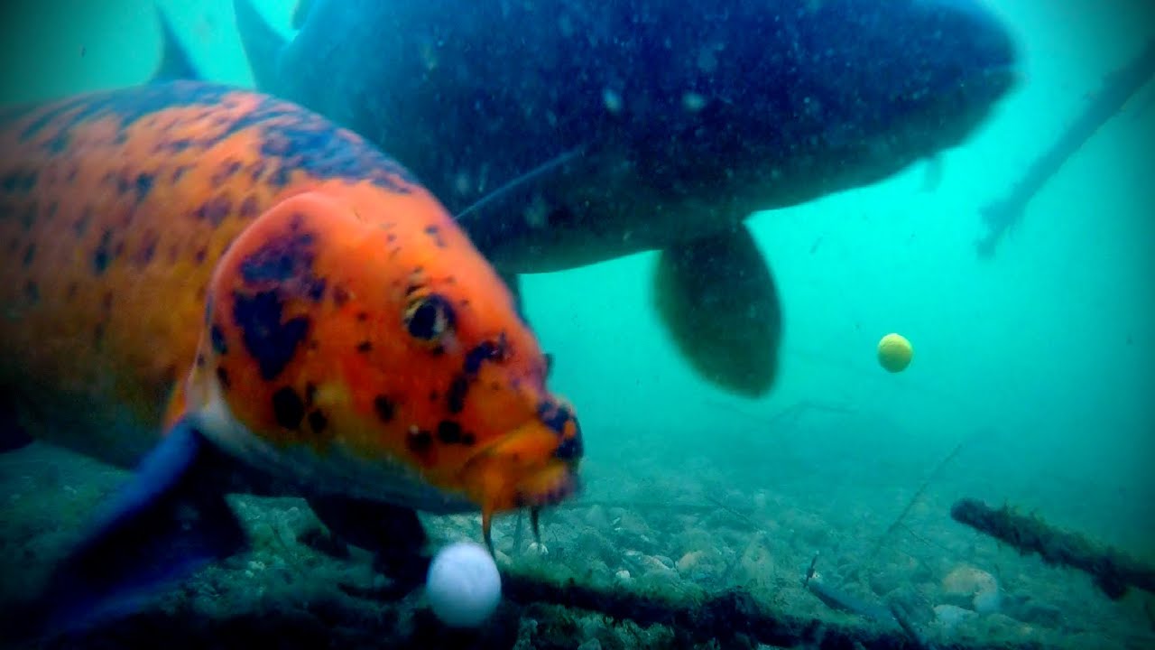 Underwater Carpcam #3 Popup's under control