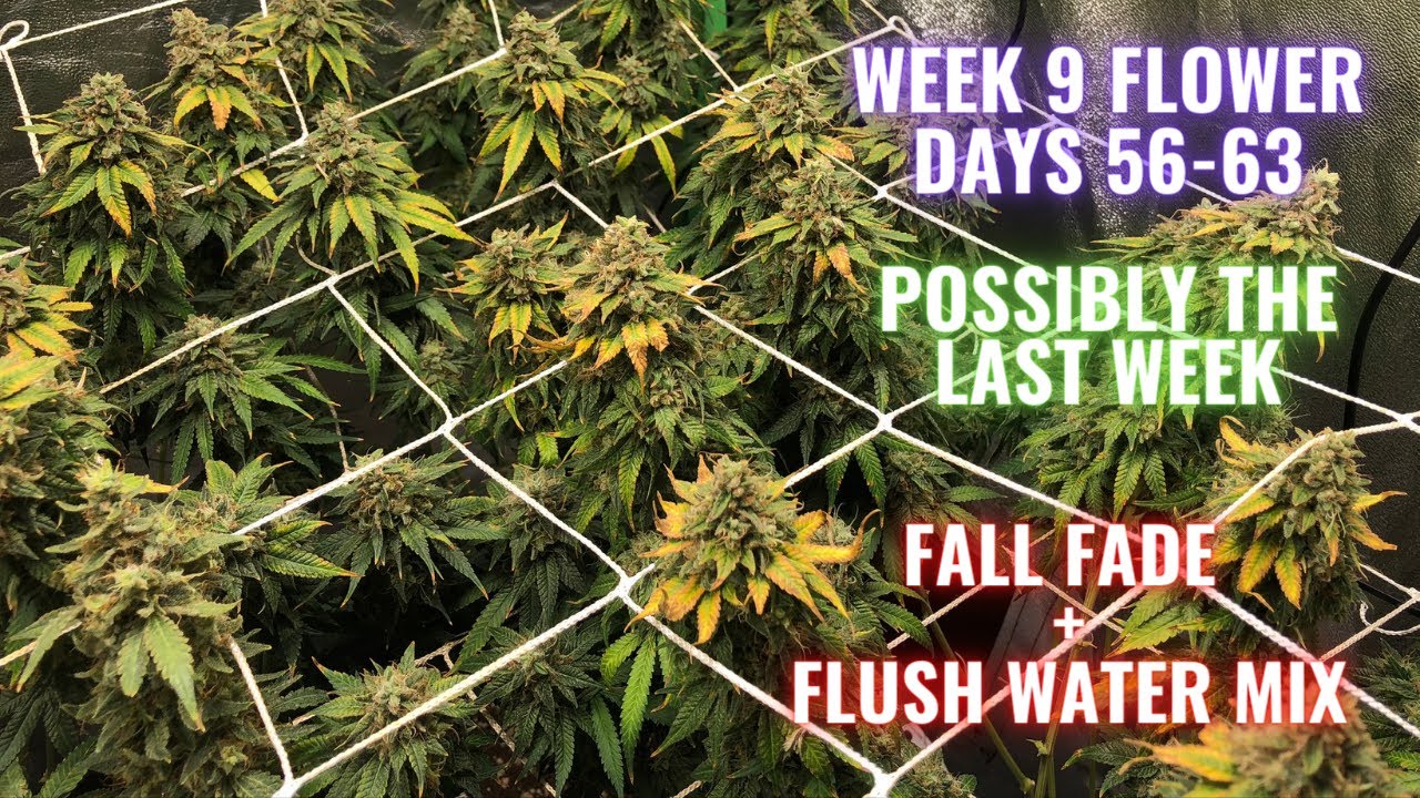 RGT GROW LESSONS: WEEK 9 FLOWER PHOTO PERIODS IN COCO COIR THE FINISH LINE