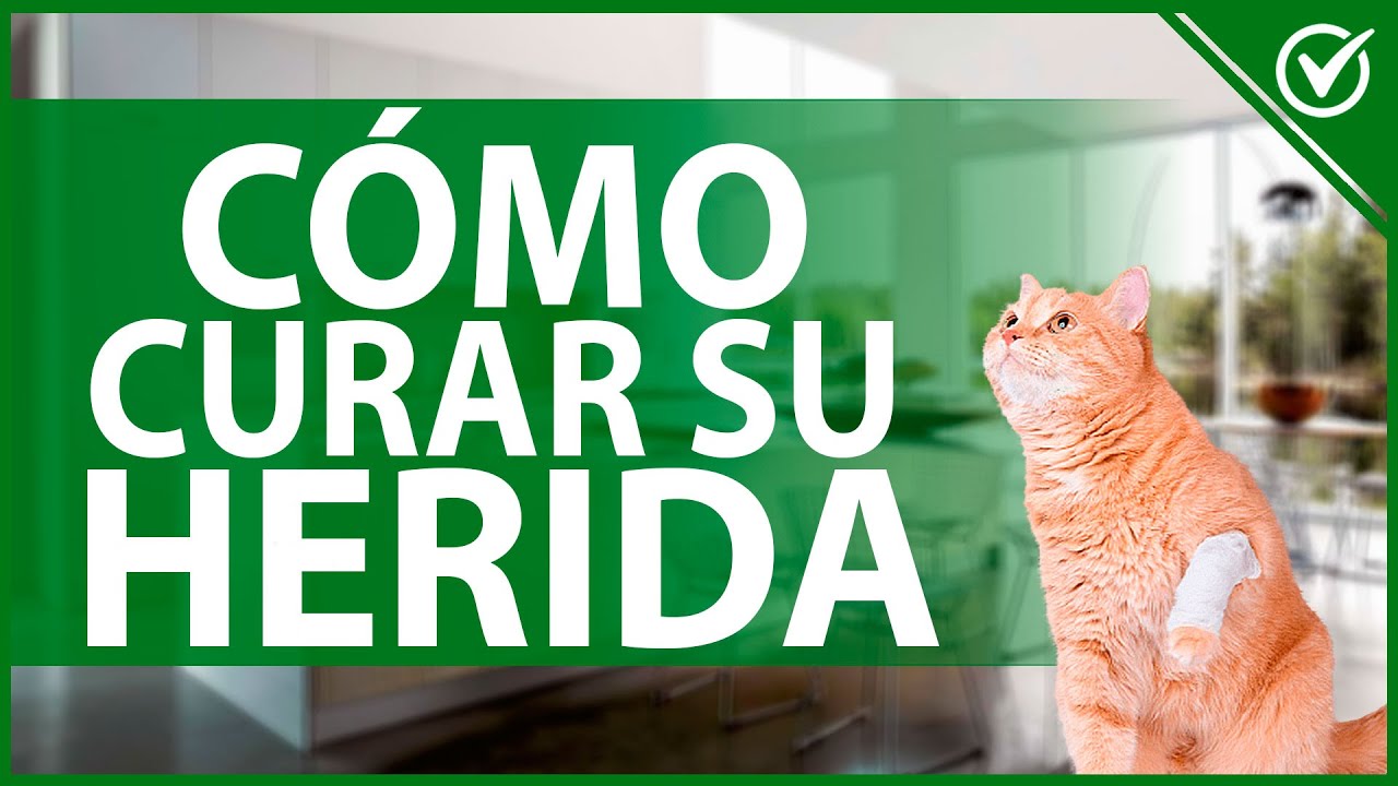 🐱 Cómo Curar una Herida en mi Gato - Consejos para Acelerar la Cicatrización 🤕🐱