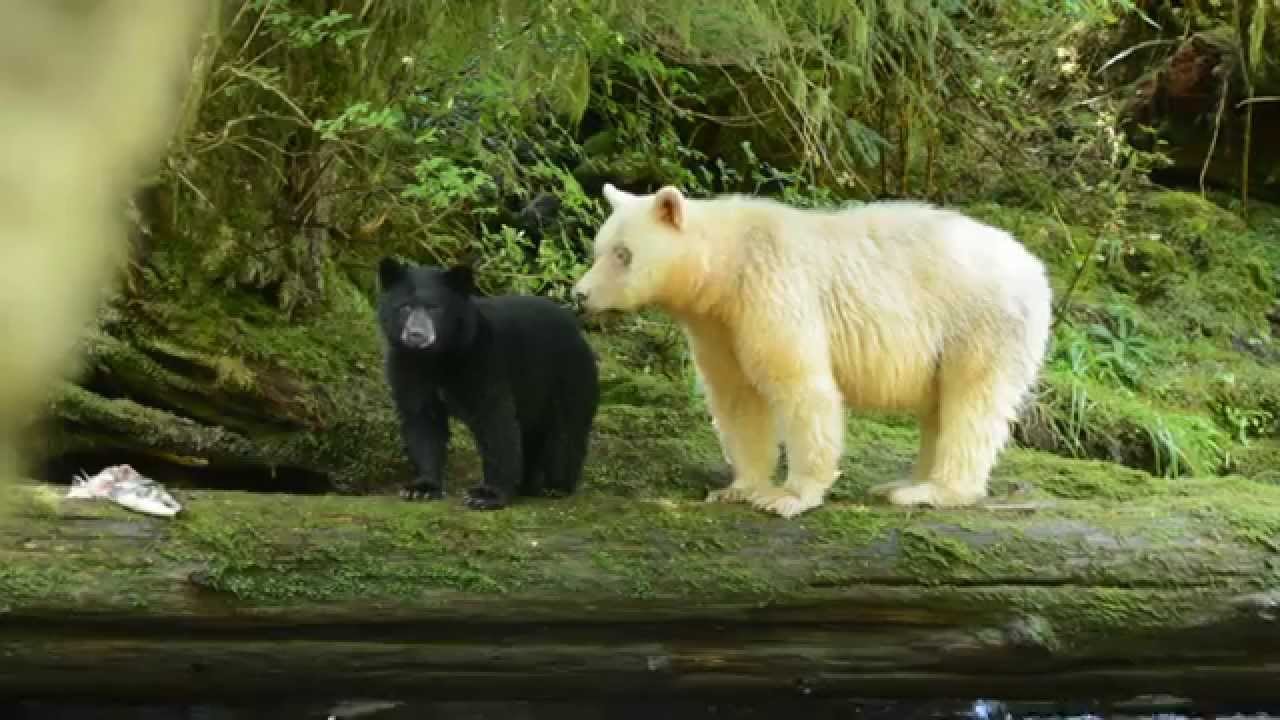 Great Bear Rainforest Spirit Bear with cubs september 2014