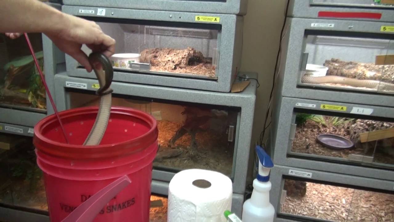Новые водные кобры из Демократической Республики Конго