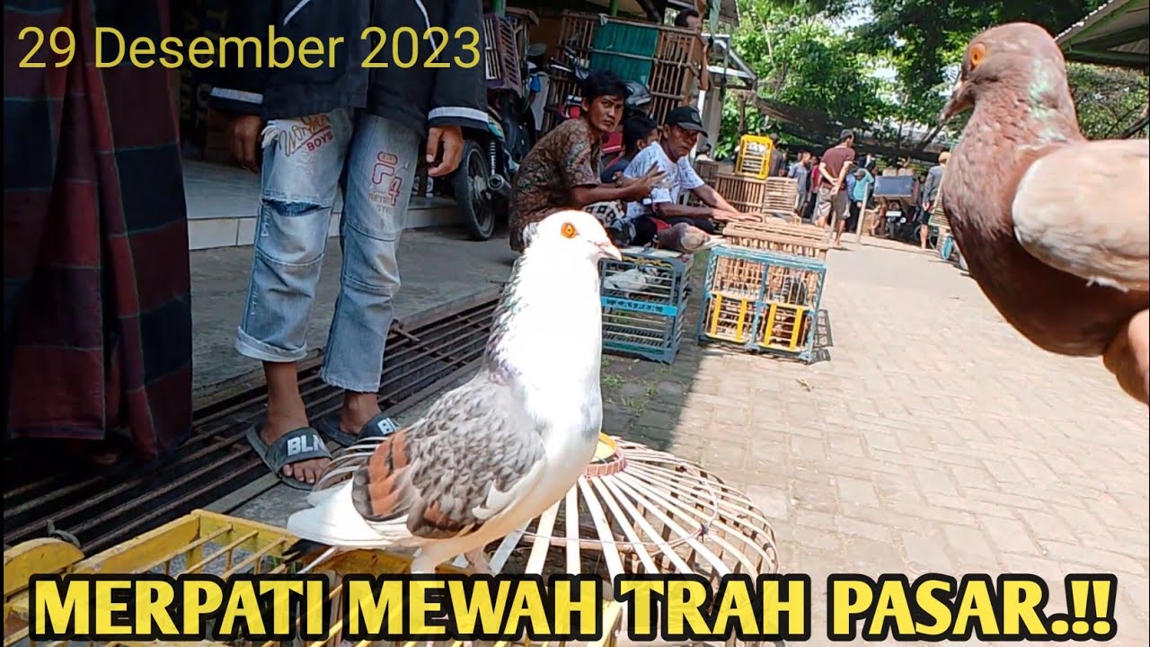 HARGA MURAH DAN DI TES LANGSUNG DI TEMPAT.!! PASAR MERPATI PEKALONGAN ❤️