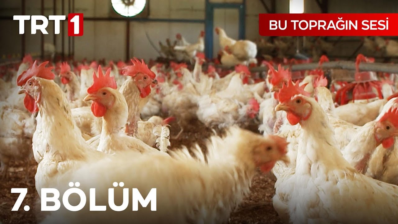 Bu Toprağın Sesi 7. B&ouml;l&uuml;m