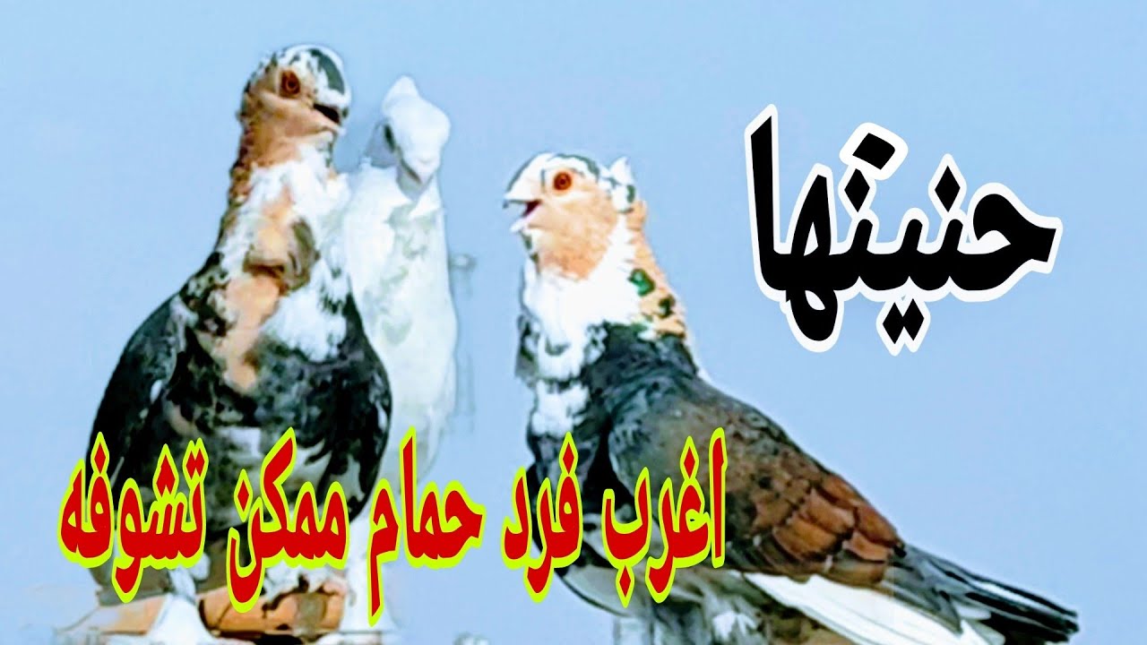 دقت طبول الحرب (موسم خير على النشيشه)الكابتن هانى غالى ـ على اورمه#الحمام_الغزار
