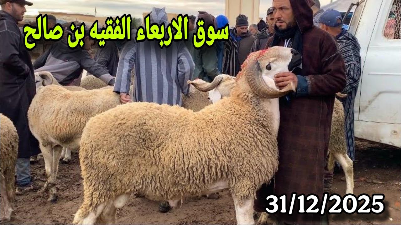 مباشرة من سوق الاربعاء الفقيه بن صالح 31/12/2025 مع تمن الحولي و النعجة و حولية 🐑🐑🇲🇦
