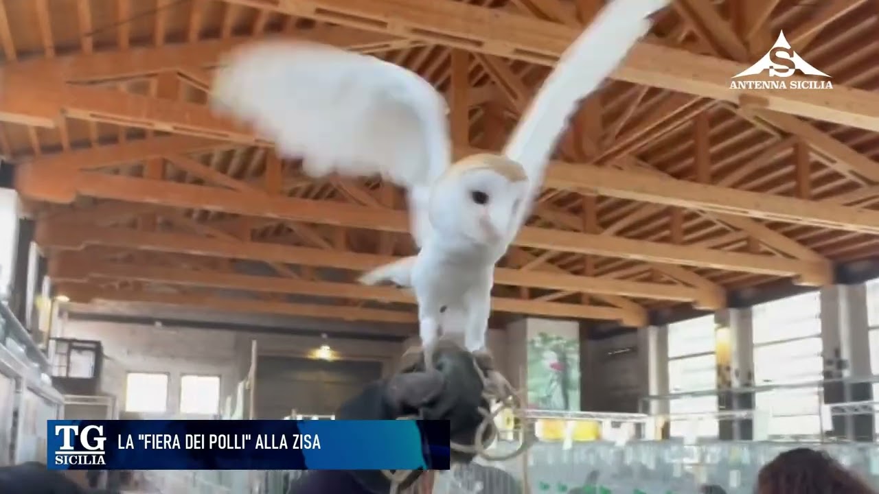 La fiera dei polli