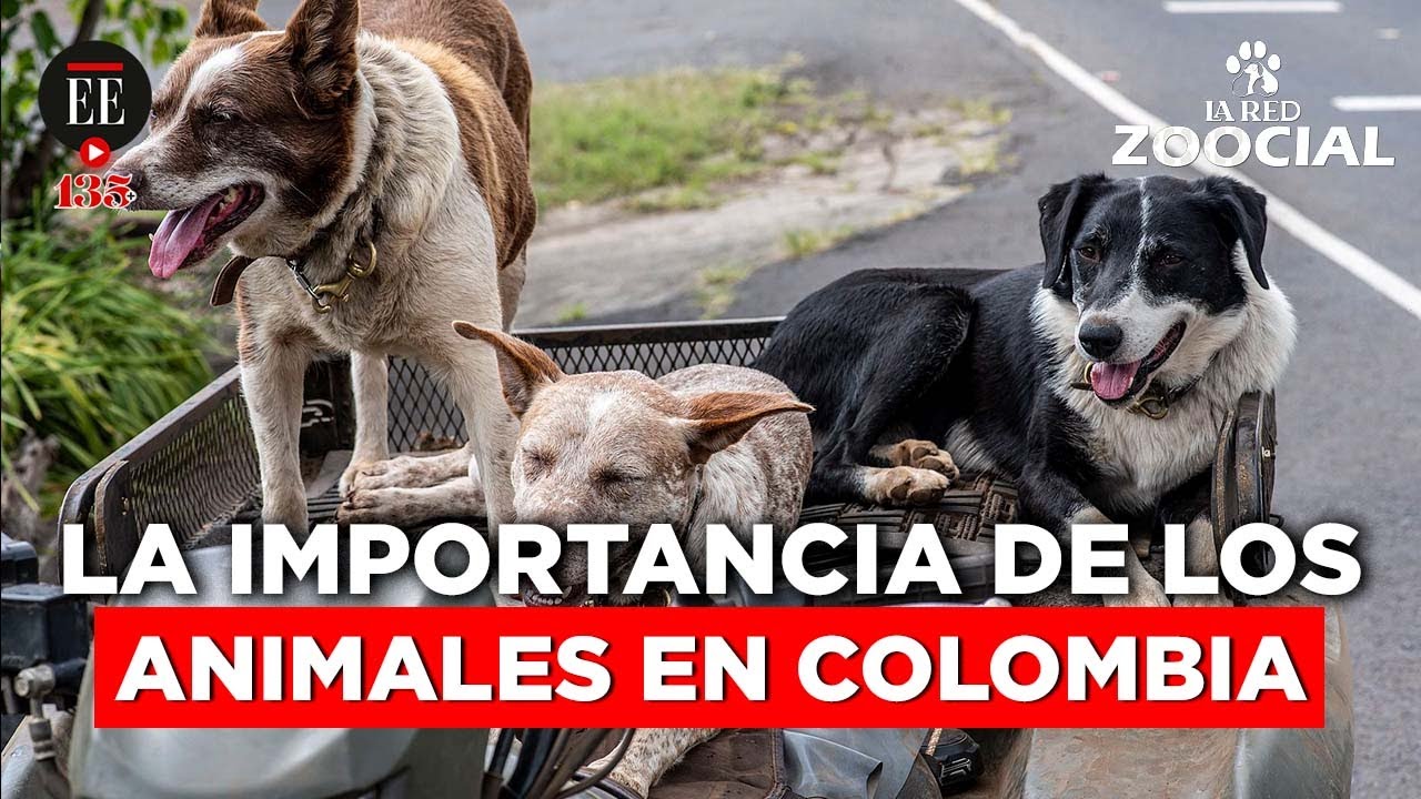 Las mascotas de Alejandra en La Red Zoocial | El Espectador