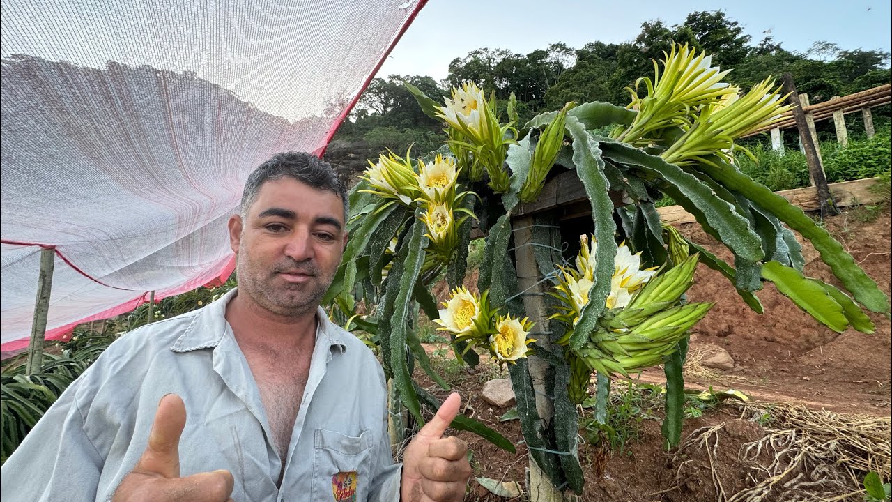 Como saber se sua variedade de pitaya é autopolinizavel.