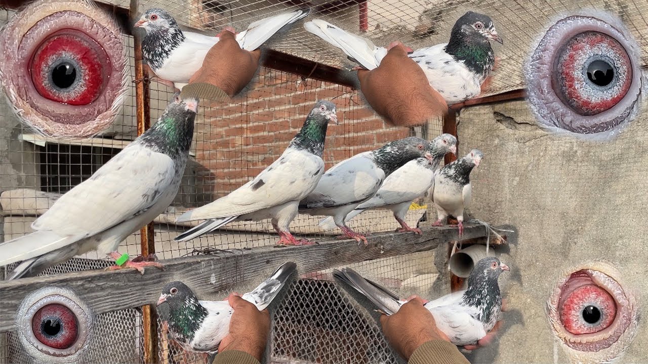 Pakistan Ky Legend Ustad Mian Nazeer Sahib Ky Top Quality Waly Breeder Kabuter For Sale