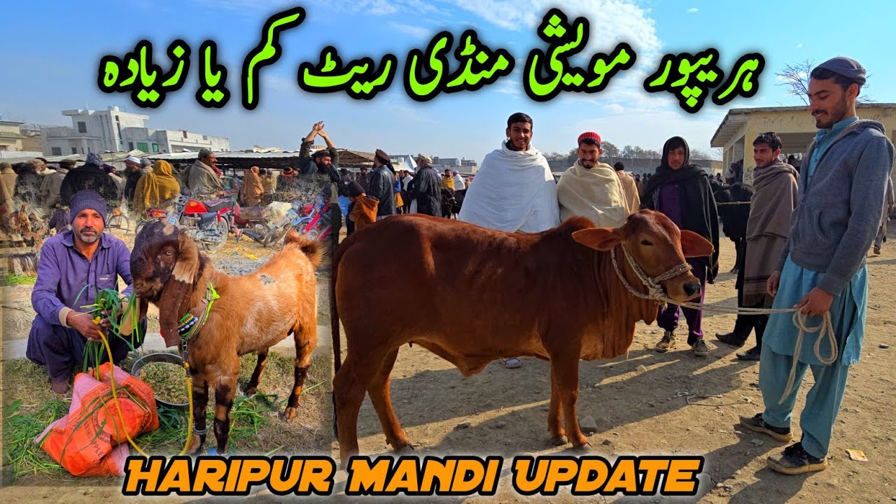 Bakra Mandi Haripur Update January 2026 | Bakra Eid Qurbani 