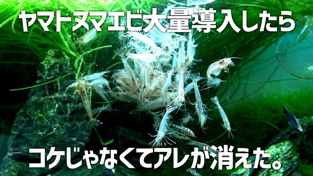 ヤマトヌマエビ大量に入れたら綺麗になるやろと思ったら&hellip;#653【アクアリウム】