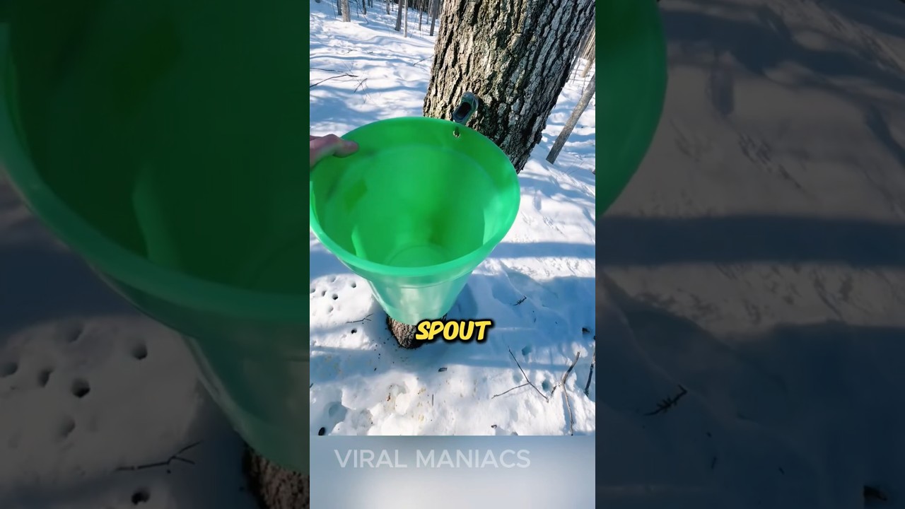 This Is How It's Made - Maple Syrup 