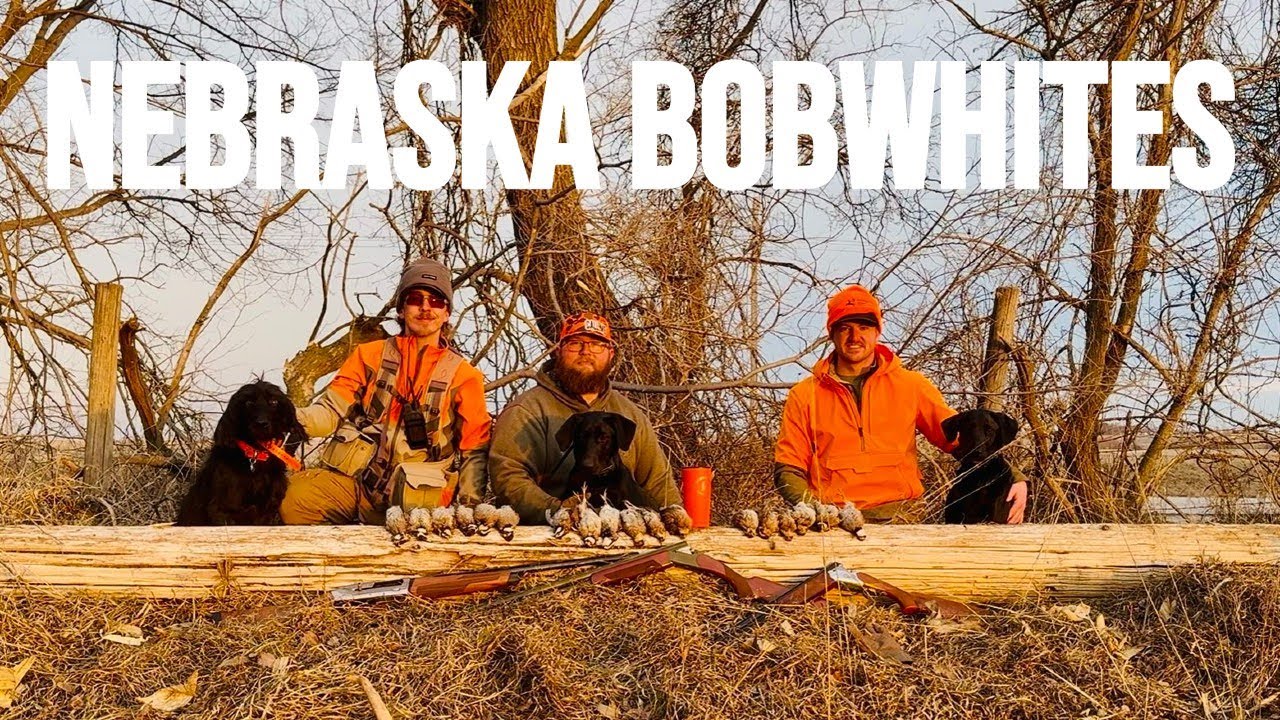 OUR BEST QUAIL HUNT OF THE SEASON! 3 MAN LIMIT OF NEBRASKA BOBWHITES!