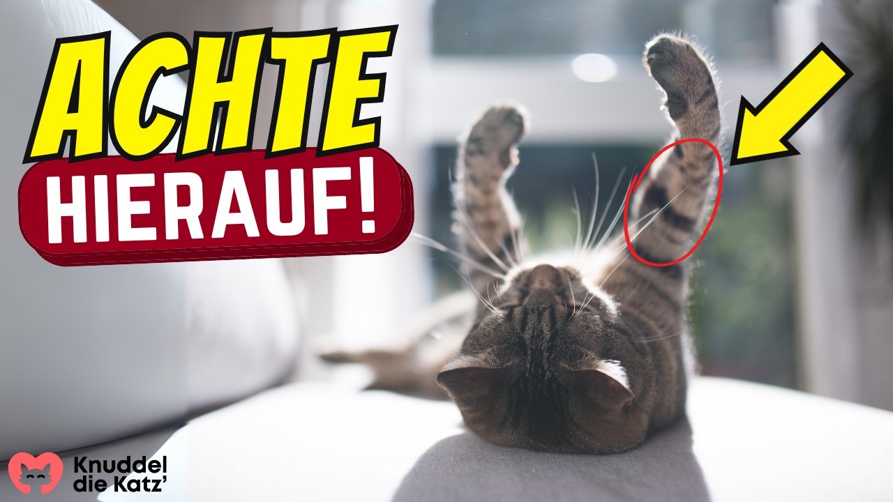 Diese 7 Warnsignale ignorieren 95% aller Katzenhalter (fatale Folgen!)