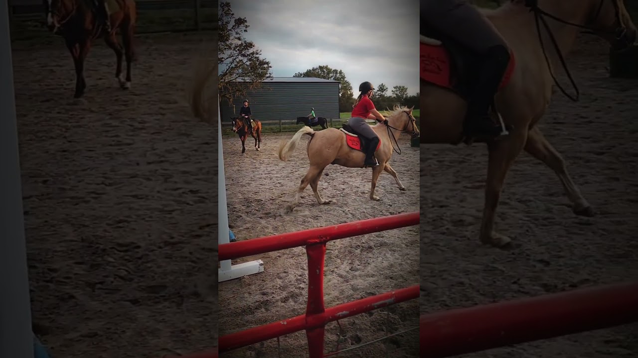 Koda..  :) #horse #equestrianevent #horsecompetitions
