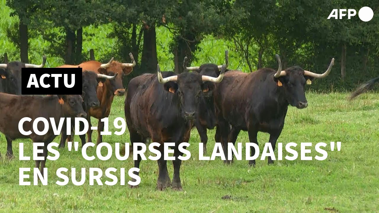 L'avenir des courses landaises en sursis à cause du coronavirus | AFP
