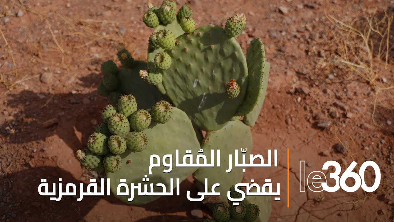 الصبّار المُقاوم يقضي على الحشرة القرمزية ويحقق نتائج هامة بسيدي بنور