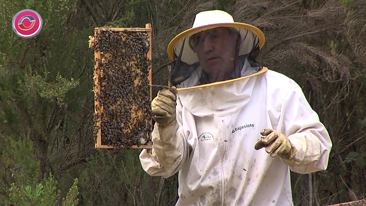 EL MARAVILLOSO MUNDO DE LAS ABEJAS