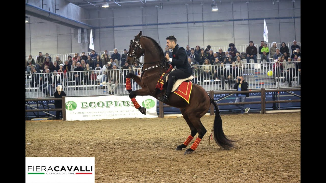 Fieracavalli Verona 2015 Cavallo Salernitano Alta Scuola