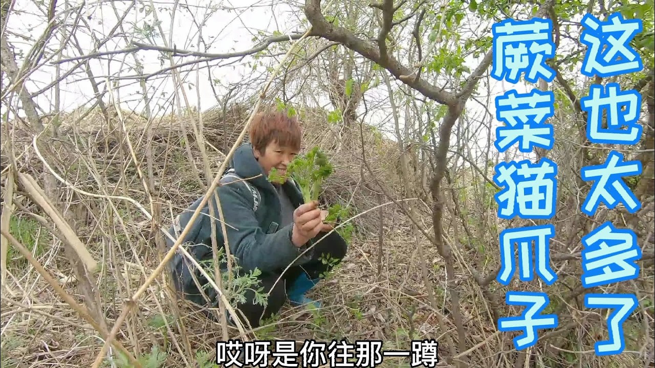 延边娘俩上山采菜，发现一片蕨菜和猫爪子，姑娘不开心没采过瘾？ #三农  #农村生活  #山菜  #热门
